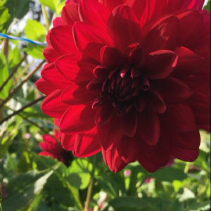 Arabian Night dahlia tuber