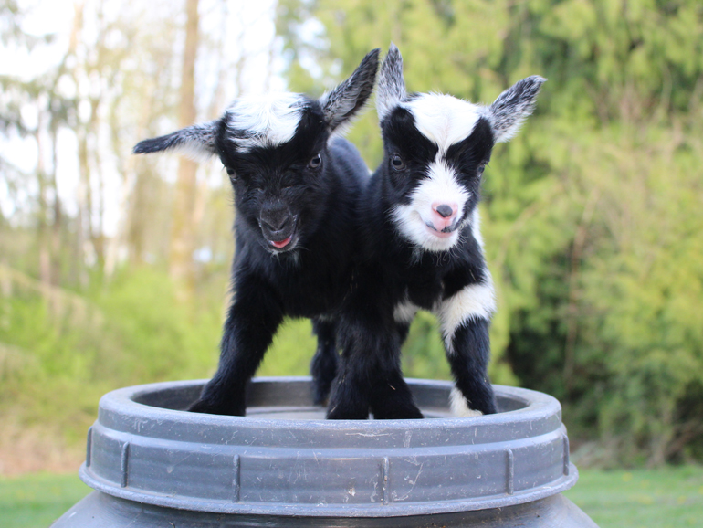 Nigerian Dwarf Goat Kids for sale