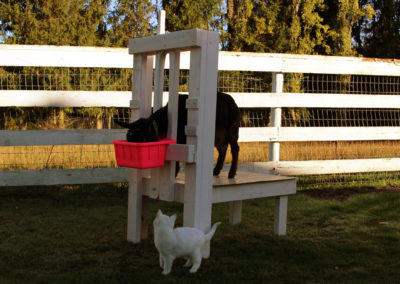 Nigerian Dwarf goat on the milkstand.