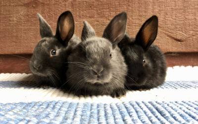 Hand-Raising Baby Rabbits