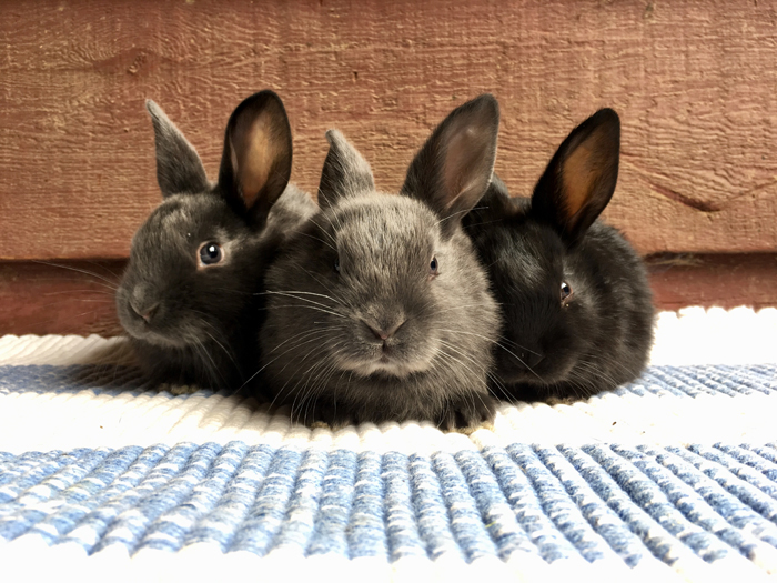 Hand-Raising Baby Rabbits