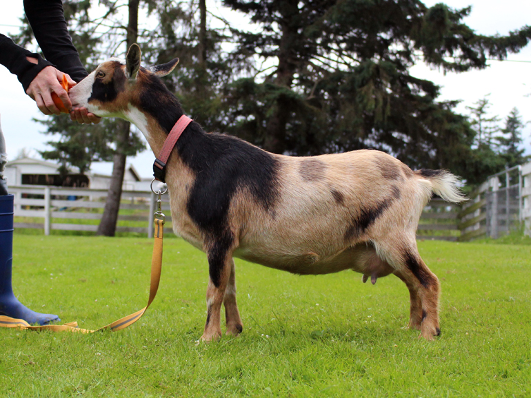 How To Trim Goat Hooves and Use Habitat Items to Provide Natural Maintenance