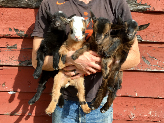 Nigerian Dwarf Goats For The Home Dairy