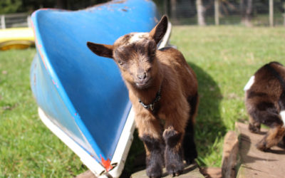 Caring For Your Wethers