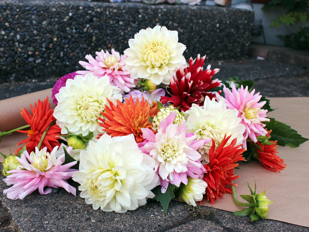 Harvest of dahlia stems for bouquet