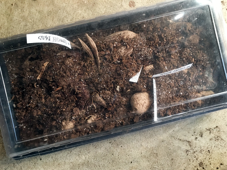 Dahlia tubers waking up in covered tray.