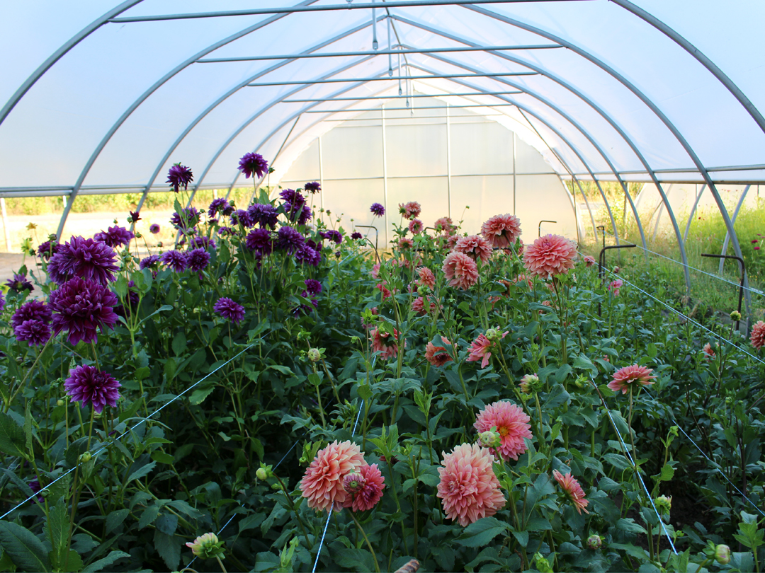 Dahlias growing in my hoophouse in Langley, British Columbia, Canada.