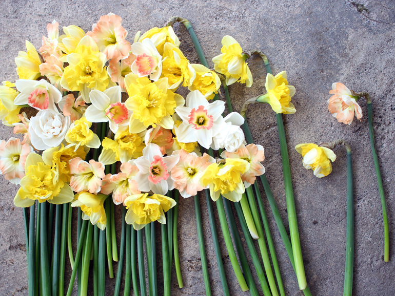 Growing Daffodils: Harvesting, Conditioning, Storing, and Arranging With Other Colours