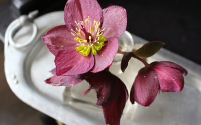 Hellebores: Guide To A Better Vase Life
