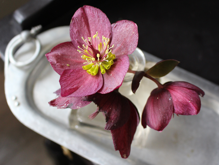 Hellebores: Guide To A Better Vase Life