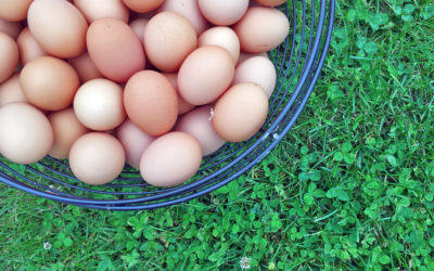 Why Pastured Eggs?