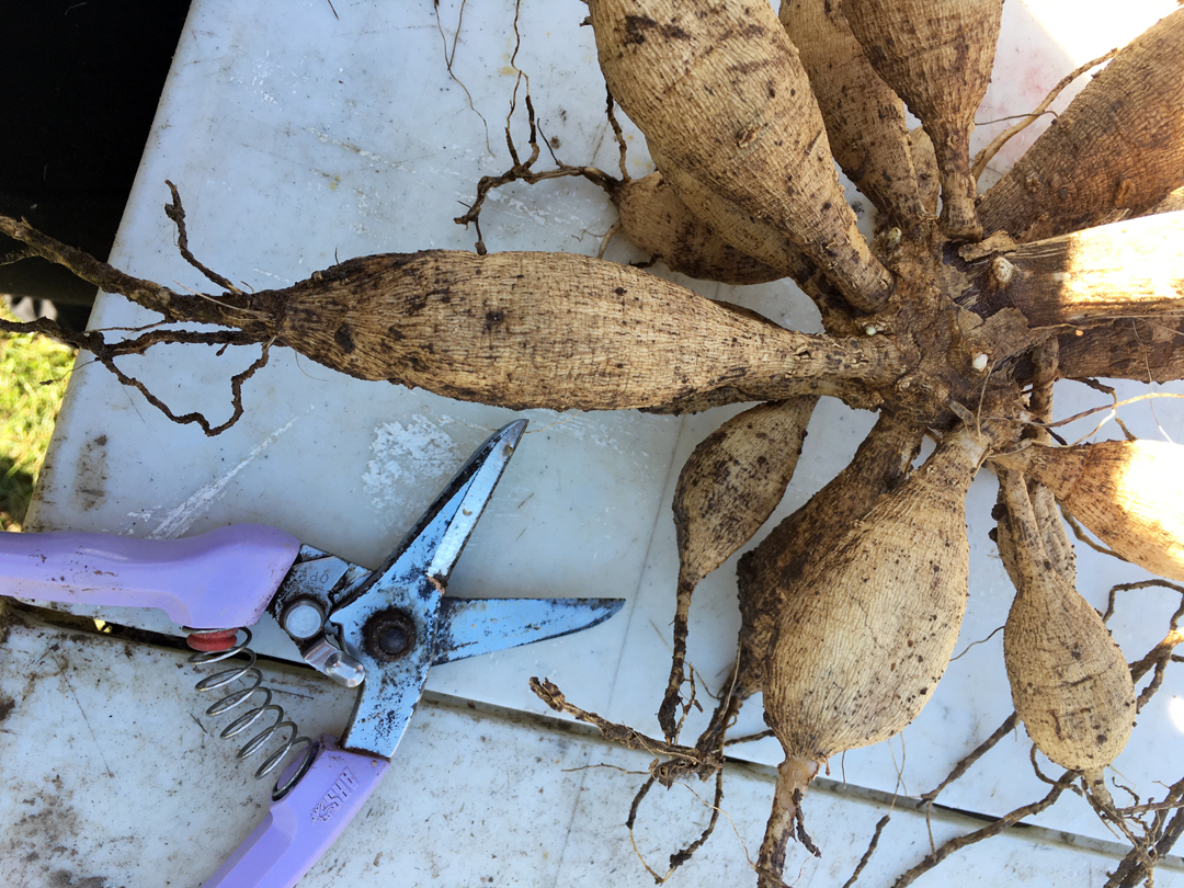 Dahlia tuber clump showing eyes beginning to sprout after being removed from storage. 