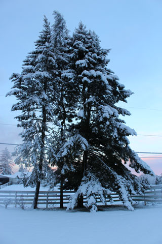 Regenerative small farm in Langley, BC