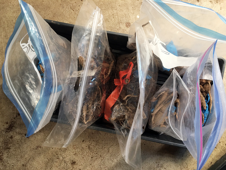 Bag system for waking up dahlia tubers. Tubers are settled in slightly moist peat moss and bags are vented to allow excess moisture to escape. Bag system for waking up dahlia tubers. Tubers are settled in slightly moist peat moss and bags are vented to allow excess moisture to escape.