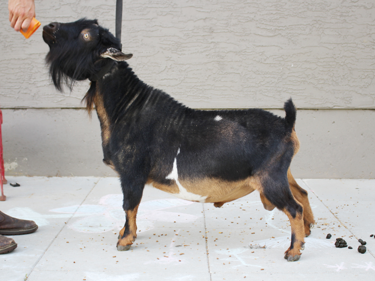 Graceland Johnny Be Goode, Nigerian Dwarf goat, Langley, BC