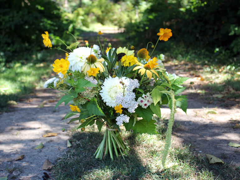 How to get the longest vase life from dahlias