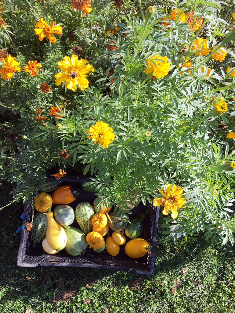 Marigolds and gourds in the flower field